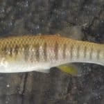 Killfish nel golfo del messico: come i pesci si adattano all'ambiente