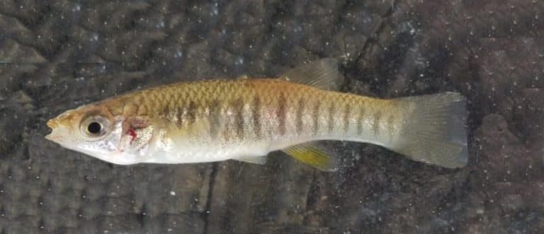 Killfish golfo del Messico