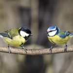 Migrazione degli uccelli: anticipare la primavera aiuta davvero? %migrazione degli uccelli: anticipare la primavera aiuta davvero? Count(title)% Migrazione degli uccelli: anticipare la primavera aiuta davvero?