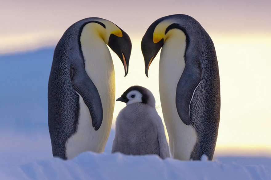 Pfas in patagonia, i pinguini aiutano a mappare gli inquinanti eterni %pfas in patagonia, i pinguini aiutano a mappare gli inquinanti eternicount(title)% Pfas in patagonia, i pinguini aiutano a mappare gli inquinanti eterni