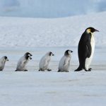 30 pinguini africani ci insegnano a comunicare %30 pinguini africani ci insegnano a comunicarecount(title)% 30 pinguini africani ci insegnano a comunicare