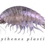 Eurythenes plasticus nuova specie di crostaceo a 7km in mare %eurythenes plasticus nuova specie di crostaceo a 7km in marecount(title)% Eurythenes plasticus nuova specie di crostaceo a 7km in mare