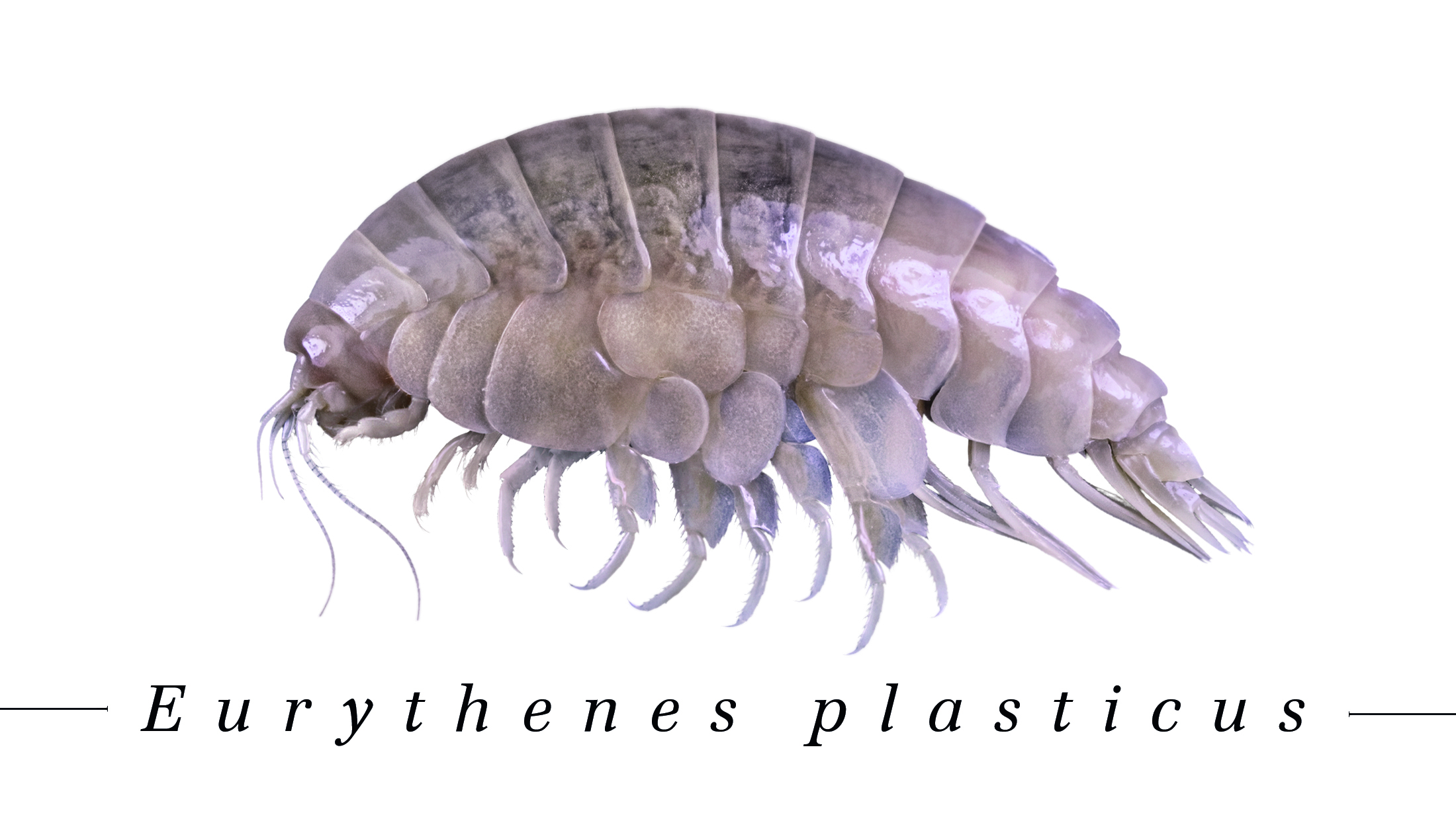 Eurythenes Plasticus