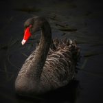 Cigno nero: l’ai può aiutare a prevenirlo %cigno nero: l’ai può aiutare a prevenirlocount(title)% Cigno nero: l’ai può aiutare a prevenirlo
