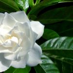 Il dna della gardenia può fornire molecole utili all'uomo