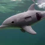 Delfino robot: uguali ai mammiferi marini, ne eviteranno l'estinzione