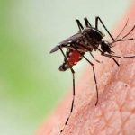 Zanzare in aumento, ed è tutta colpa nostra