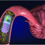 Ecco la capsula in 3d che viaggia nell'intestino umano %ecco la capsula in 3d che viaggia nell'intestino umanocount(title)% Ecco la capsula in 3d che viaggia nell'intestino umano