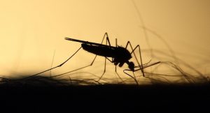 Zanzare in aumento