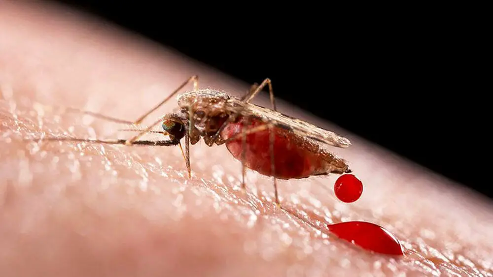 Zanzare in aumento, Dengue