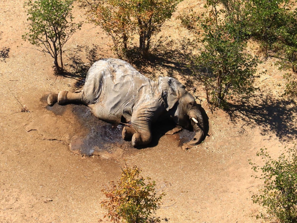 Carcasse di Elefanti