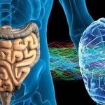 Il sistema nervoso enterico può controllare il diabete?