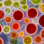 Astaxantina: ecco come previene il decadimento cognitivo
