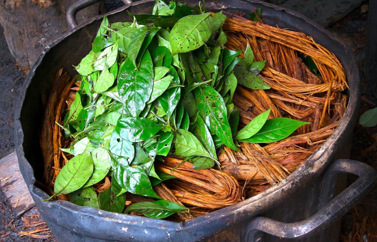 Ayahuasca