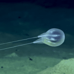 Scoperta a 4 km di profondità nell'oceano una nuova specie di ctenoforo