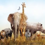 Google lancia 50 nuovi animali in 3d