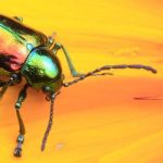 Beetlebot: ecco il robot ispirato ai coleotteri