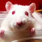Mini embrione in provetta: stop alla sperimentazione animale?