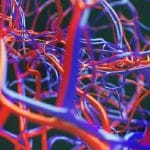 Ecco i microrobot che viaggieranno nei capillari