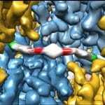 Isrib: ecco il farmaco che inverte il declino cognitivo