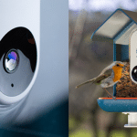 Bird buddy: la mangiatoia intelligente per uccellini