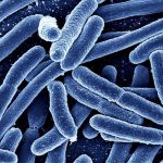 Batterio resistente antibiotici: un ceppo di 5mila anni fa sorprende la ricerca %batterio resistente antibiotici: un ceppo di 5mila anni fa sorprende la ricercacount(title)% Batterio resistente antibiotici: un ceppo di 5mila anni fa sorprende la ricerca