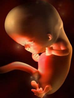 microplastiche nella placenta umana