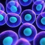 Cellule staminali multipotenti: ecco come rigenerano i tessuti %cellule staminali multipotenti: ecco come rigenerano i tessuticount(title)% Cellule staminali multipotenti: ecco come rigenerano i tessuti