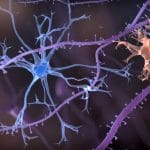 Introdotta nelle cellule umane mutazione genetica che protegge dall'alzheimer %introdotta nelle cellule umane mutazione genetica che protegge dall'alzheimercount(title)% Introdotta nelle cellule umane mutazione genetica che protegge dall'alzheimer