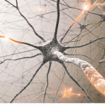 Astrociti: ecco il loro ruolo nella depressione %astrociti: ecco il loro ruolo nella depressionecount(title)% Astrociti: ecco il loro ruolo nella depressione