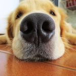 Dal fiuto canino arrivano "nasi robot" per la diagnosi dei tumori %dal fiuto canino arrivano "nasi robot" per la diagnosi dei tumoricount(title)% Dal fiuto canino arrivano "nasi robot" per la diagnosi dei tumori