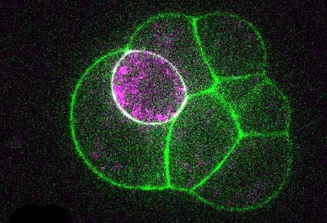 Blastoidi: ecco gli embrioni umani sintetici