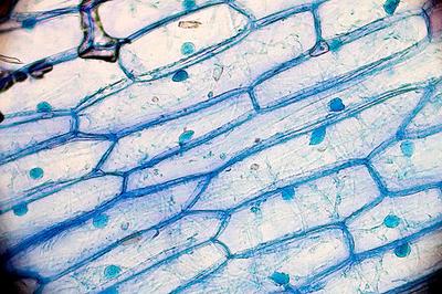 Farmaci antitumorali: creati senza sperimentazione animale