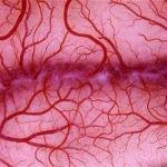 Ecco i vasi sanguigni sviluppati grazie alla biostampa in 3d %ecco i vasi sanguigni sviluppati grazie alla biostampa in 3dcount(title)% Ecco i vasi sanguigni sviluppati grazie alla biostampa in 3d