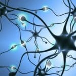 Il gene zeb2 è coinvolto nello sviluppo cerebrale umano %il gene zeb2 è coinvolto nello sviluppo cerebrale umanocount(title)% Il gene zeb2 è coinvolto nello sviluppo cerebrale umano