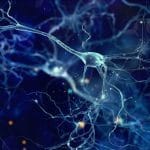 10 sottotipi di cellule cerebrali muoiono nei pazienti con parkinson %10 sottotipi di cellule cerebrali muoiono nei pazienti con parkinsoncount(title)% 10 sottotipi di cellule cerebrali muoiono nei pazienti con parkinson