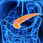 Mini pancreas in 3d: un aiuto per la ricerca sul diabete