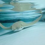 12 stingray morte nello zootampa a lowry park negli us %12 stingray morte nello zootampa a lowry park negli uscount(title)% 12 stingray morte nello zootampa a lowry park negli us
