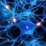 Mini cervello in 3d: un valido alleato contro la sm
