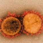Sars-cov-2: nanoesche neutralizzano il virus