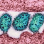 Spillover cataloga i virus potenzialmente pandemici