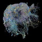 Una piccola porzione di cervello rivela misteri mai visti