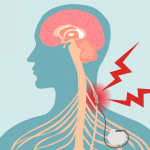 Nervo vago permette una connessione tra cervello e organi, modellando i sentimenti