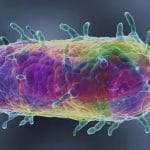 Peste, trovato il suo più antico ceppo, ha 7000 anni