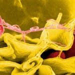 Antibiotici: la nuova frontiera è già dentro di noi %antibiotici: la nuova frontiera è già dentro di noicount(title)% Antibiotici: la nuova frontiera è già dentro di noi