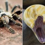 I ragni possono banchettare con serpenti sorprendentemente grandi