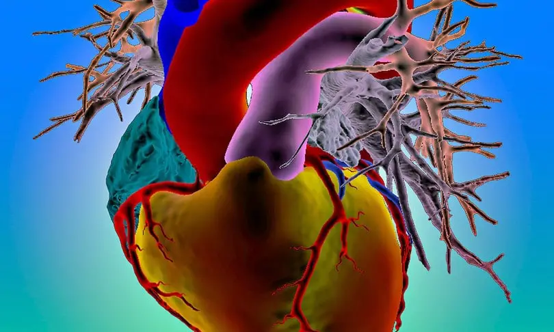 Cerotti cardiaci in 3D
