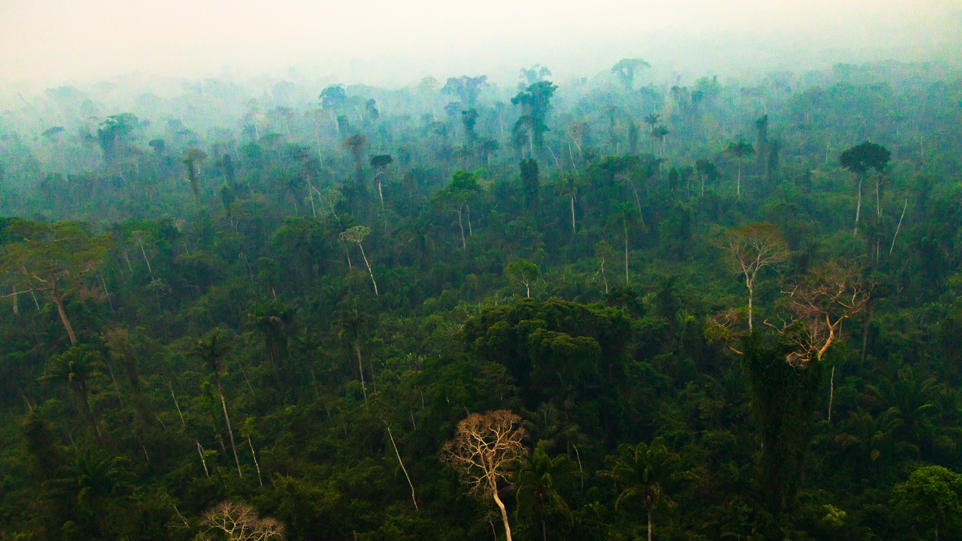 Foresta amazzonica in crisi