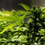 Scromiting: 1 effetto collaterale dell'uso della cannabis %scromiting: 1 effetto collaterale dell'uso della cannabiscount(title)% Scromiting: 1 effetto collaterale dell'uso della cannabis