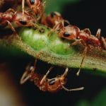 Formiche: 15 mila specie tutte con caratteristiche diverse
